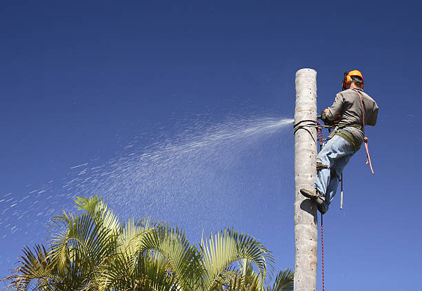 Best Emergency Tree Removal  in Eagle Lake, WI